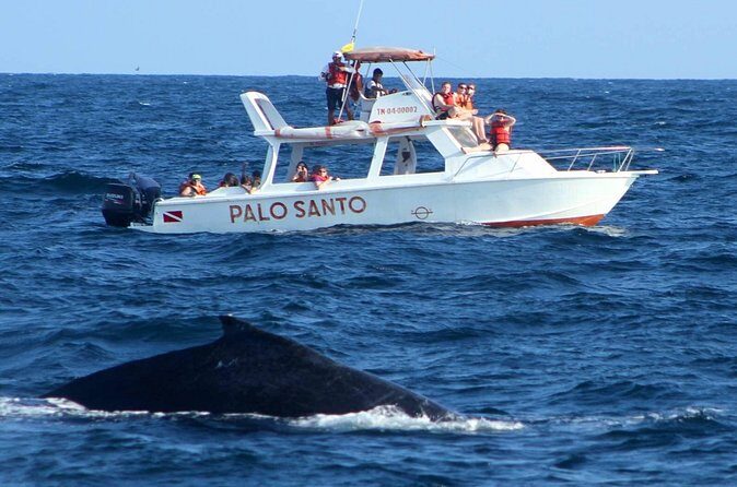 Whale Watching Tour in Samana - Who Should Book This Tour (and Who Might Want Another)